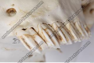 Photo Reference of Animal Teeth